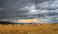 Nella savana. Masai Mara.