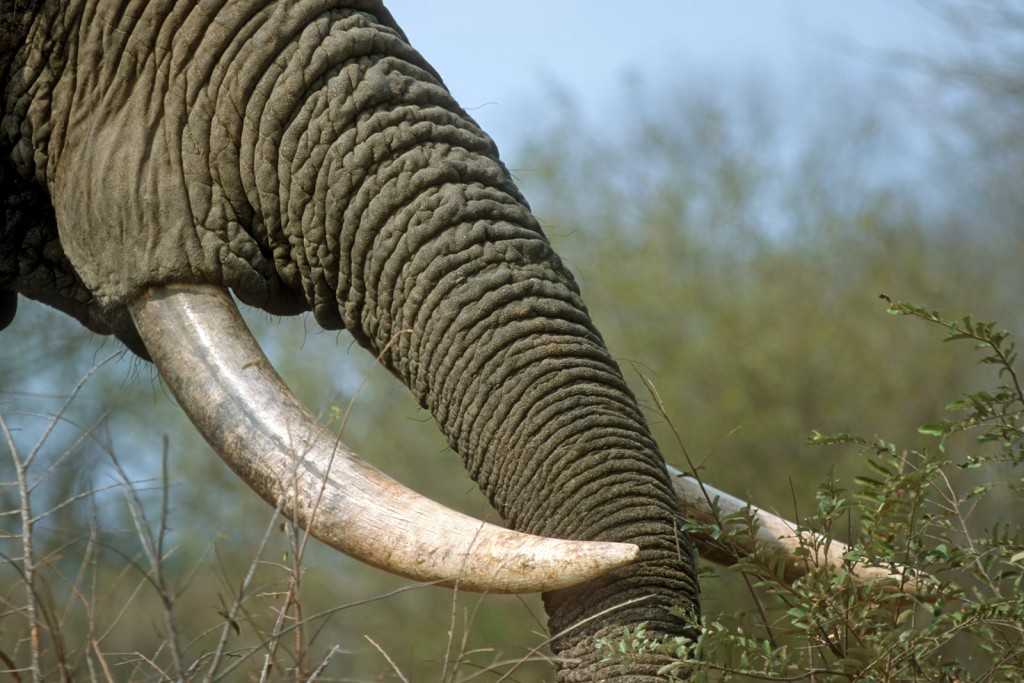  Elefante africano Loxodonta africana,Sudafrica.