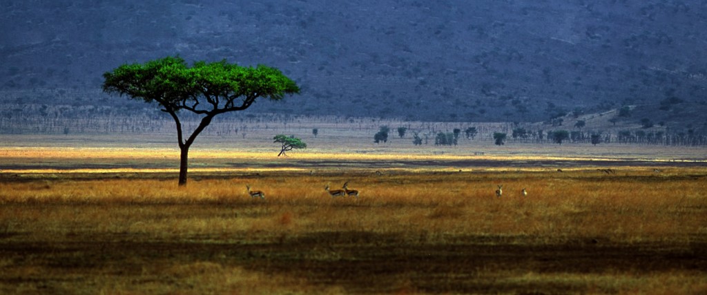  Serengeti, Tanzania.
