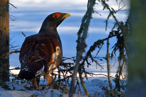 Gallo cedrone Tetrao urogallus.