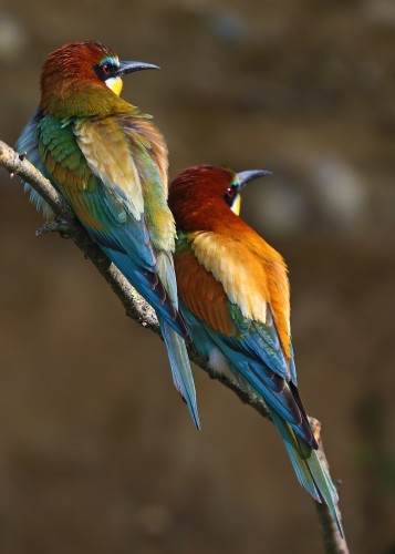 Gruccione Merops apiaster.