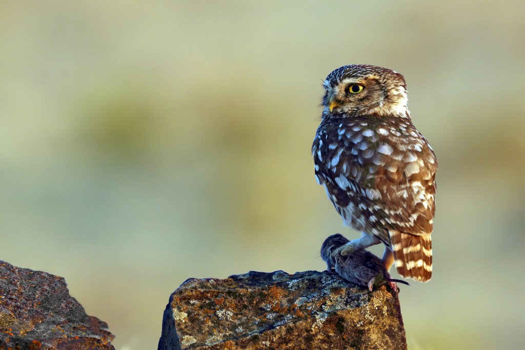  Civetta Athene noctua.