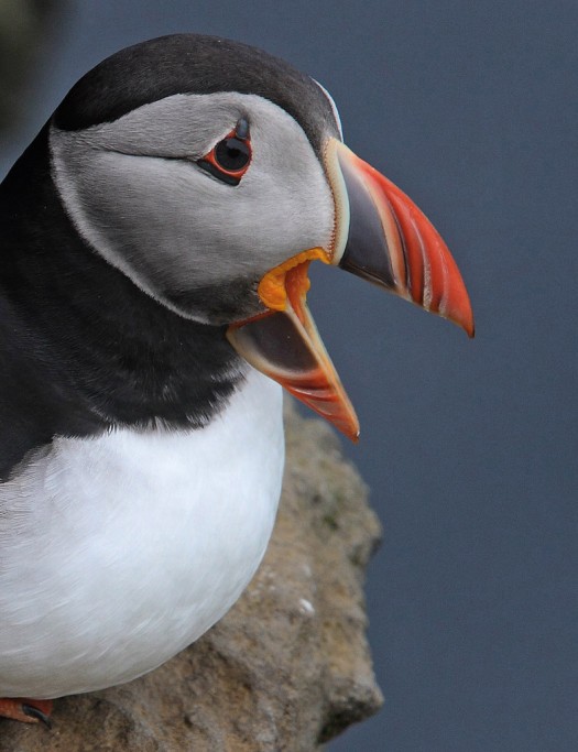  Pulcinella di mare Fratercula arctica, Islanda.