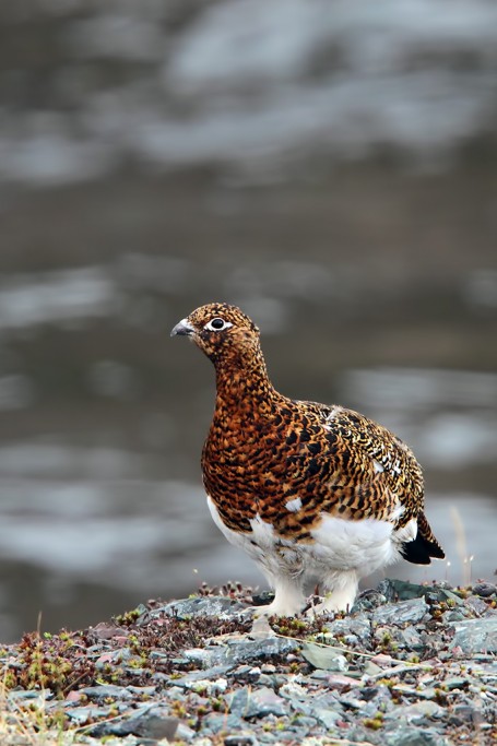  Pernice bianca nordica Lagopus lagopus.