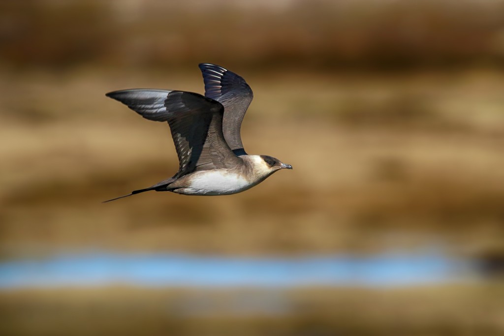  Labbo Stercorarius parasiticus.