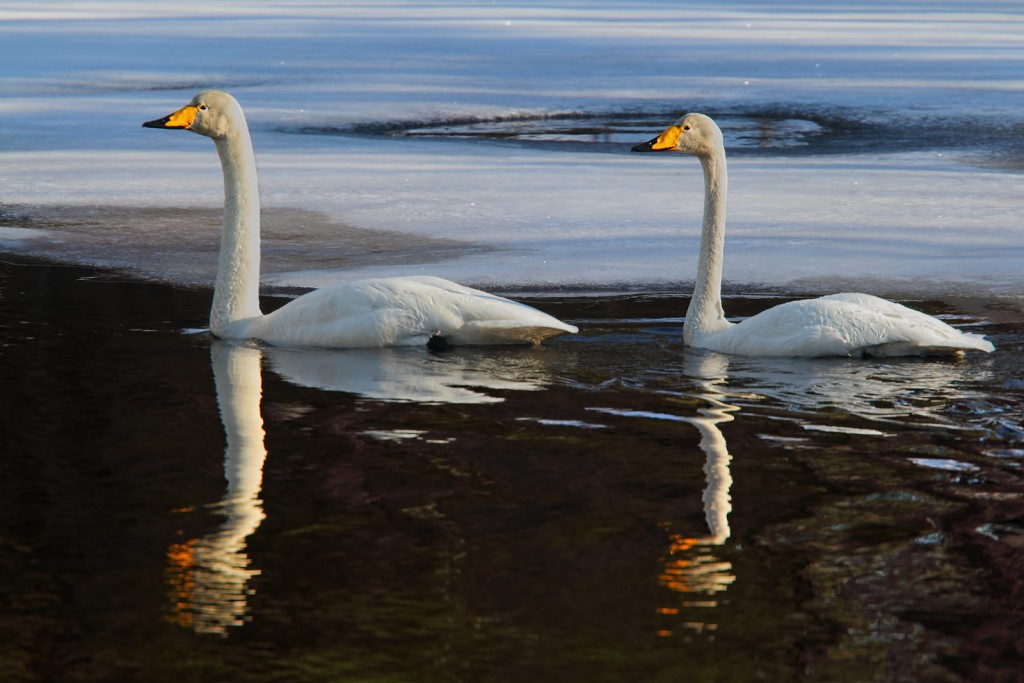 Cigno selvatico Cygnus cygnus.