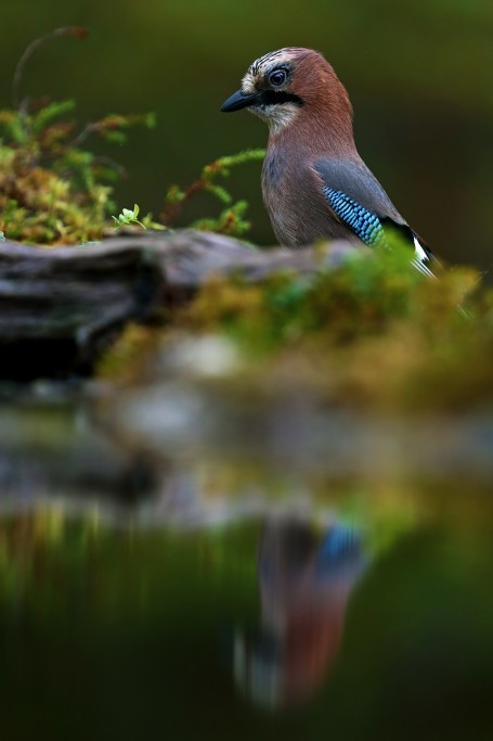  Ghiandaia Garrulus glandarius.