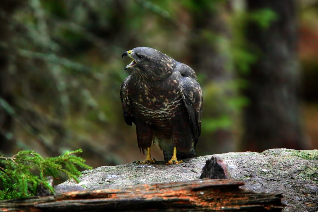  Poiana Buteo buteo.