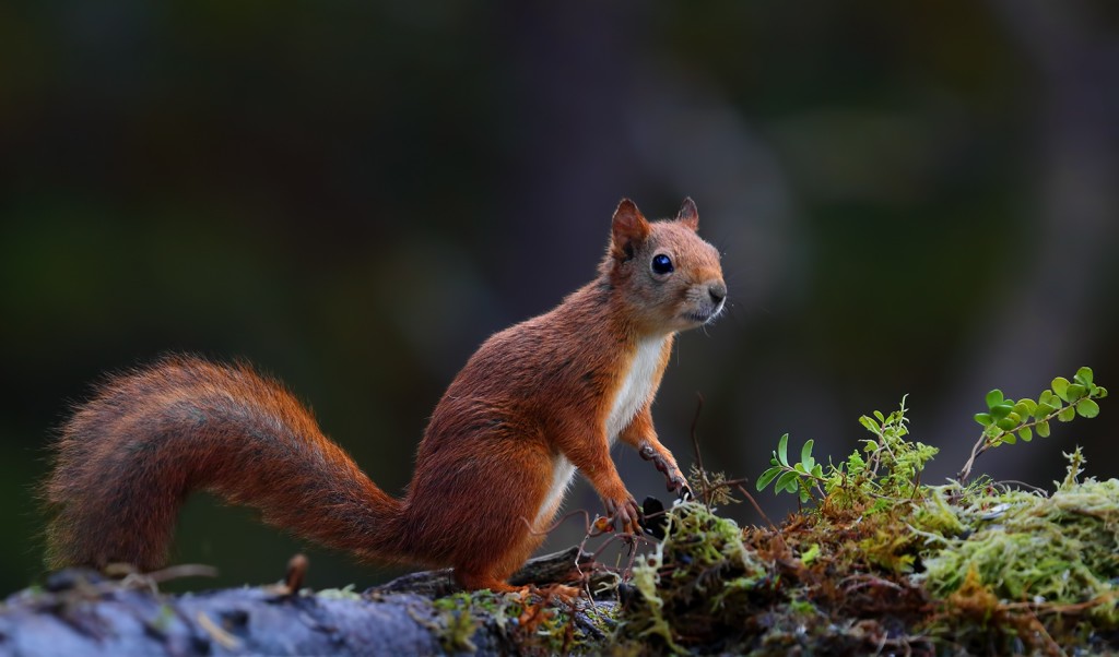  Scoiattolo europeo Sciurus vulgaris.