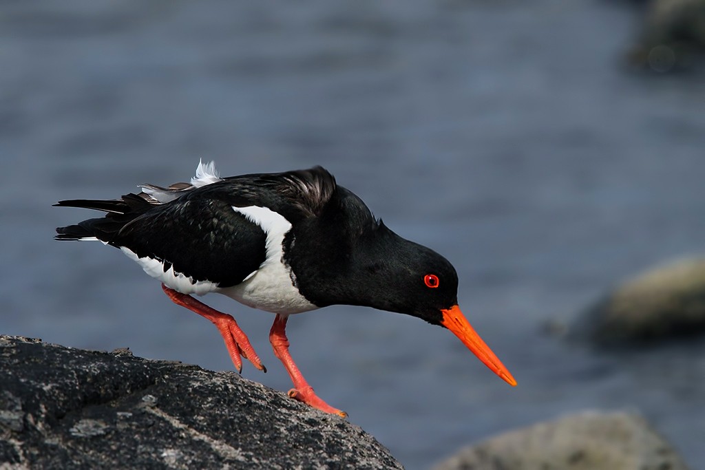  Beccaccia di mare Haematopus ostralegus.
