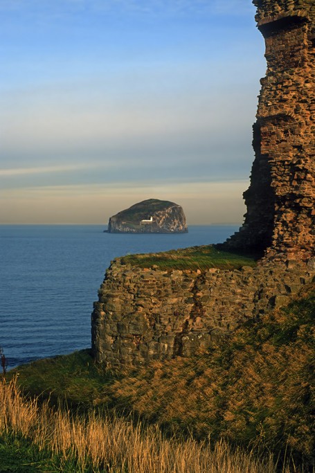  Bass Rock. Scozia.