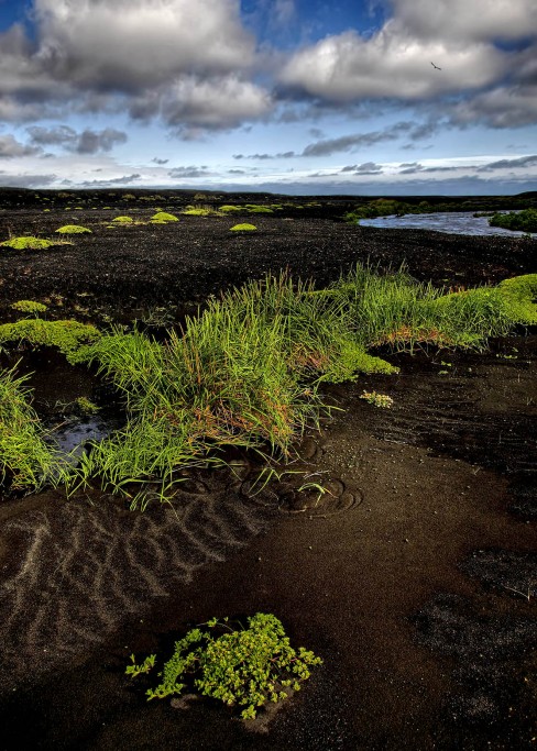  Myrdalsandur. Vegetazione pioniera.