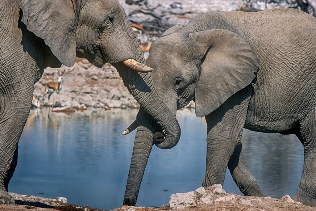  Elefante africano Loxodonta africana, Etosha, Namibia.