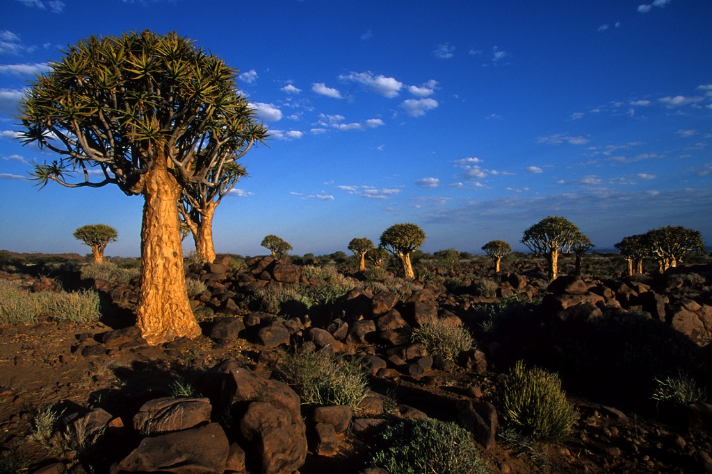  Kokerboom trees forest, Namibia.