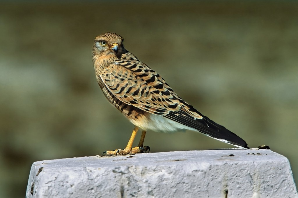  Gheppio maggiore Falco rupicoloides, Namibia.