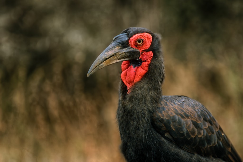  Bucero di terra Bucorvus leadbeateri, Sudafrica.