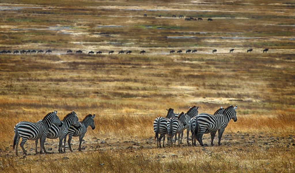  Cratere Ngorongoro, Tanzania.
