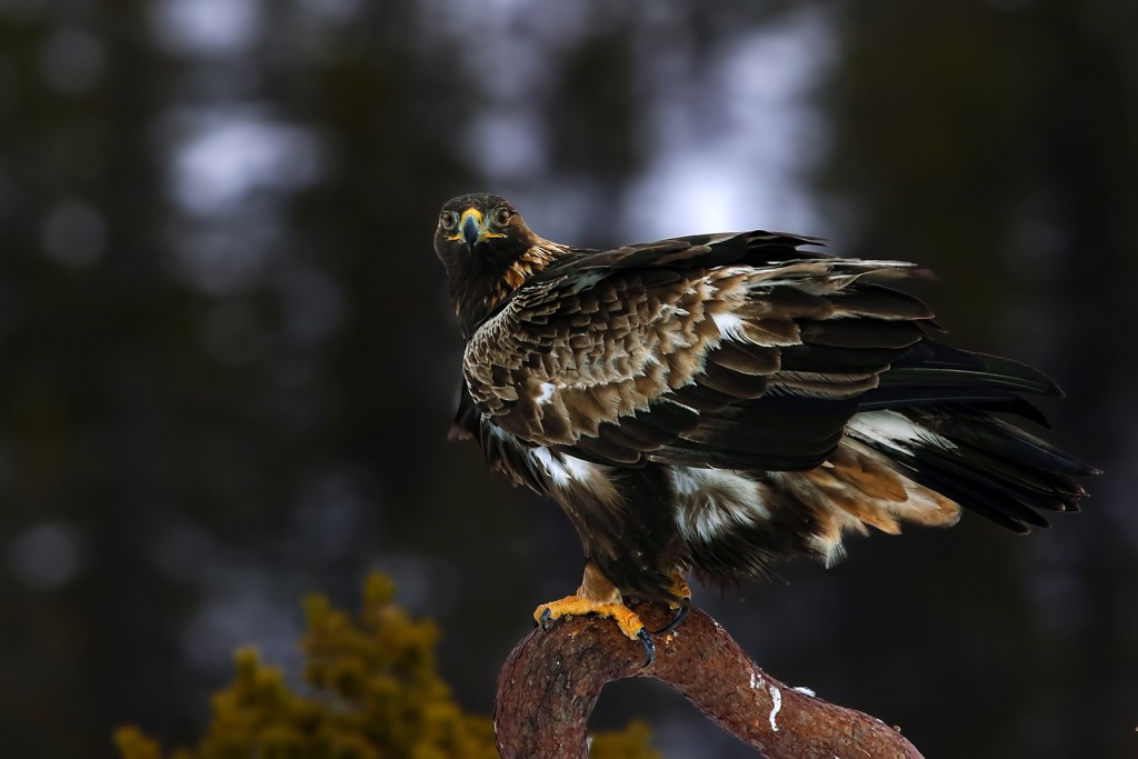  Aquila reale Aquila chrysaetos.