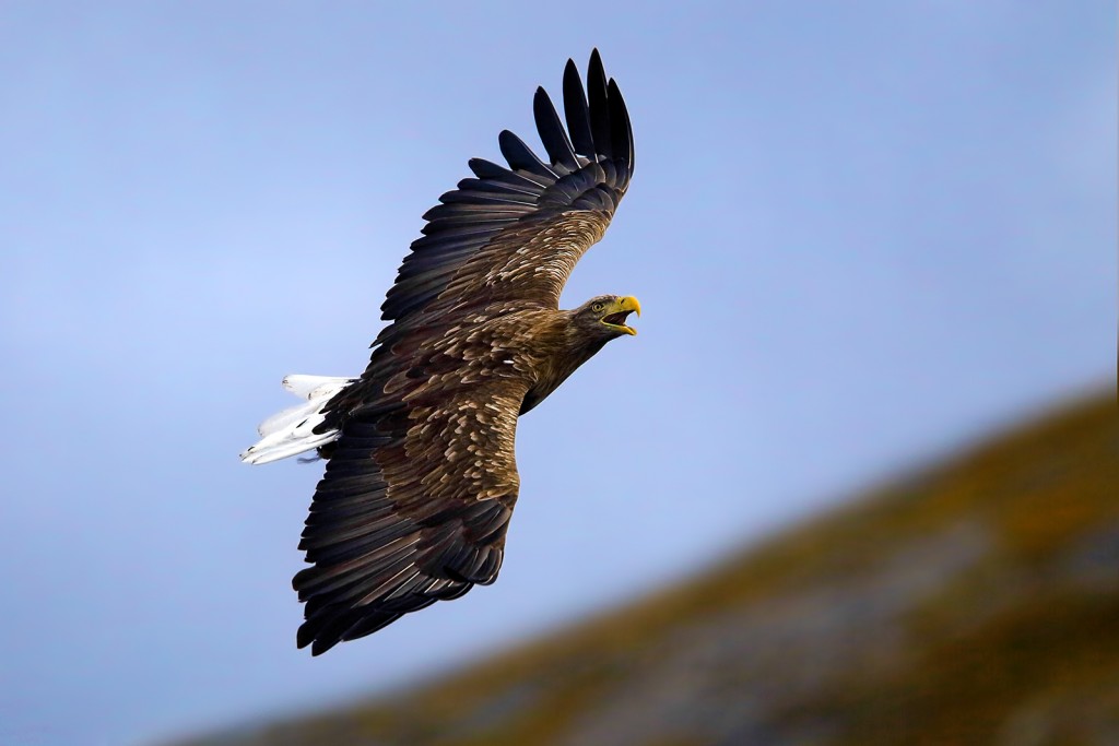  Aquila di mare Haliaeetus albicilla.