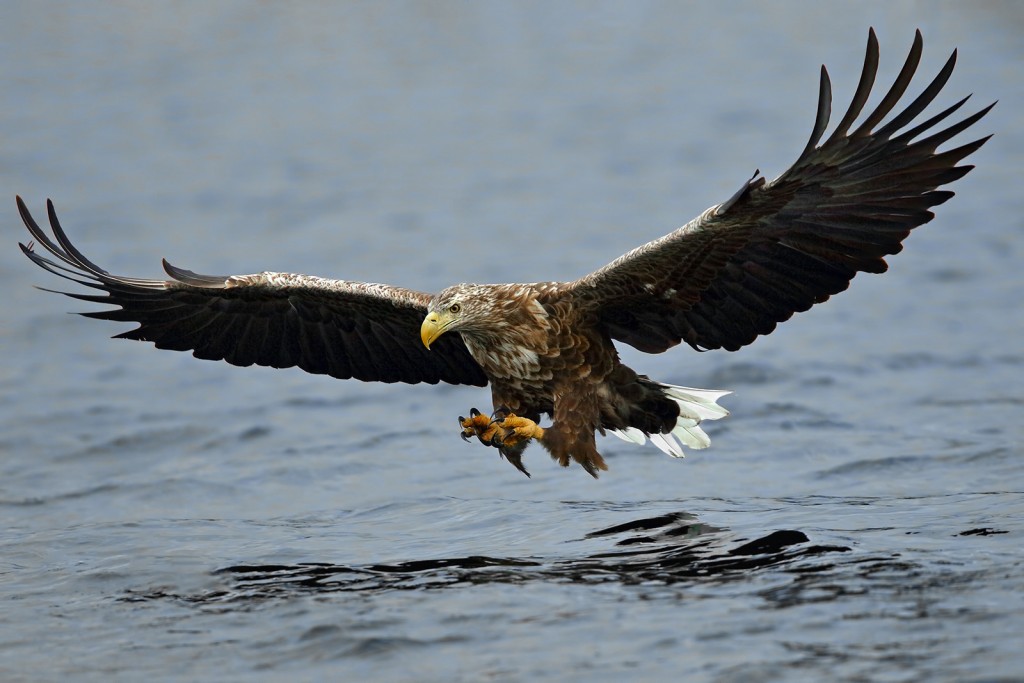  Aquila di mare Haliaeetus albicilla.