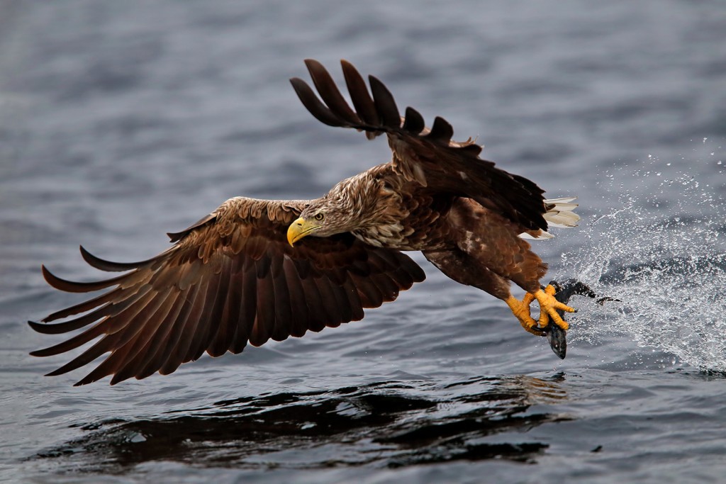  Aquila di mare Haliaeetus albicilla.
