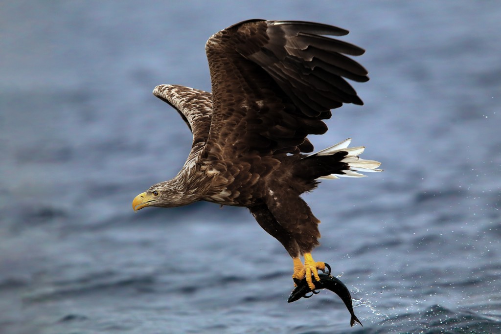  Aquila di mare Haliaeetus albicilla.