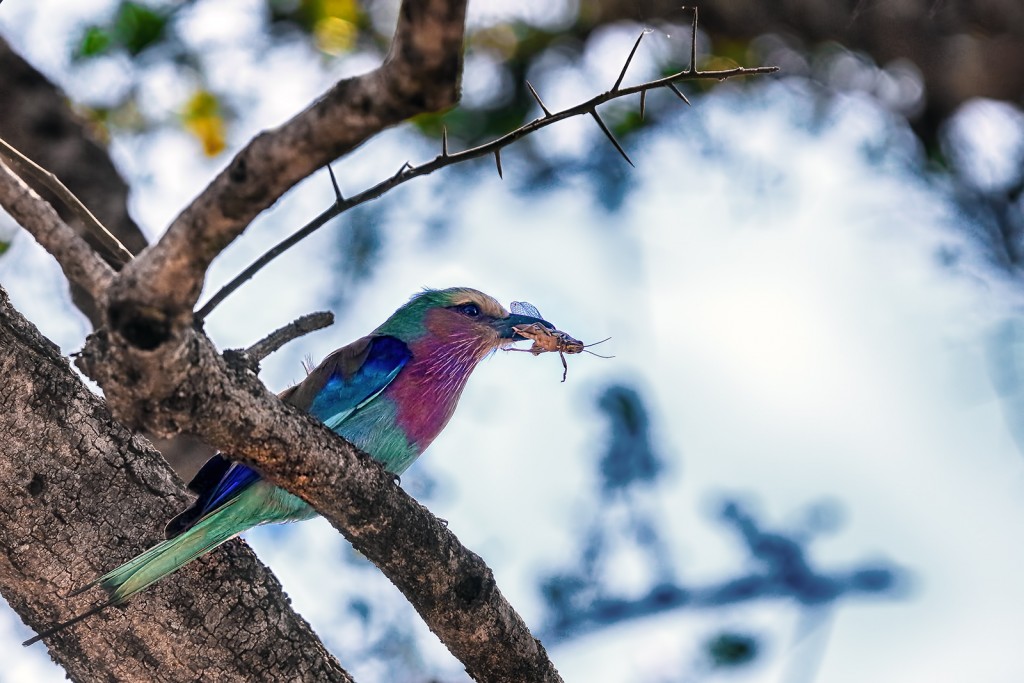  Ghiandaia marina pettolilla Coracias caudatus.