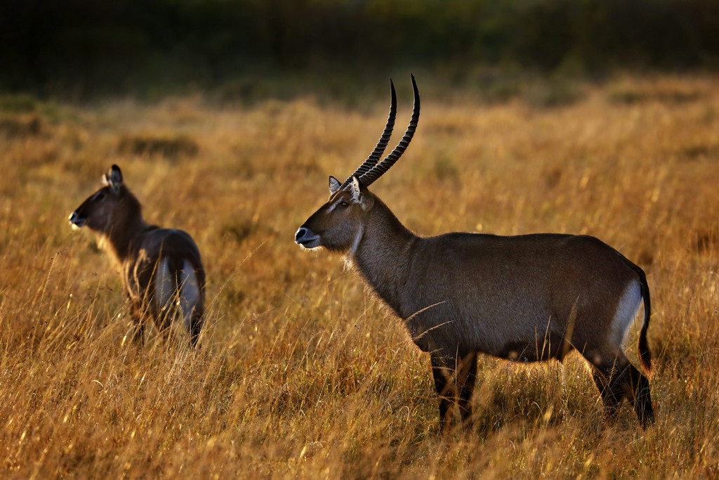 Cobo Kobus ellipsiprymnus.