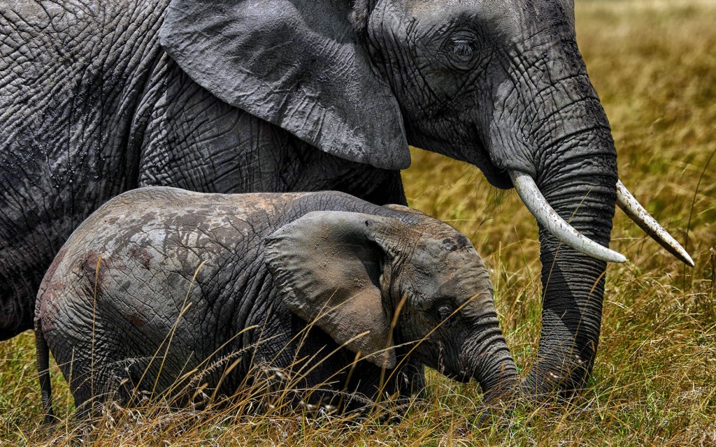  Elefante africano Loxodonta africana.