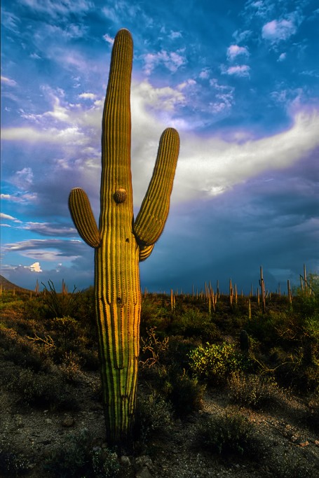  Foresta di saguari Carnegiea gigantea. Arizona.