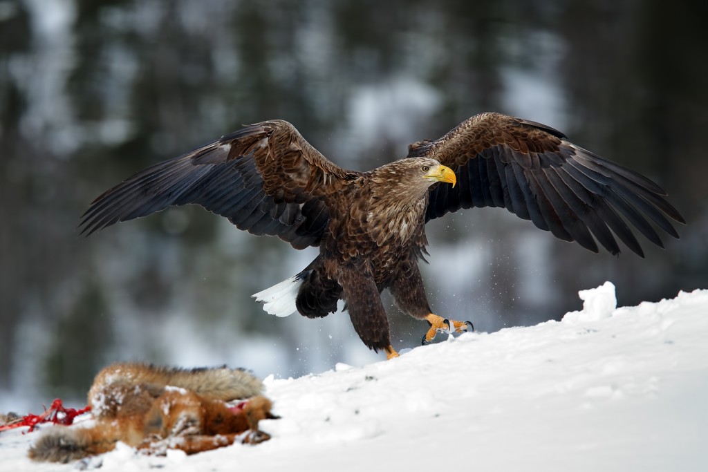  Aquila di mare Haliaeetus albicilla.