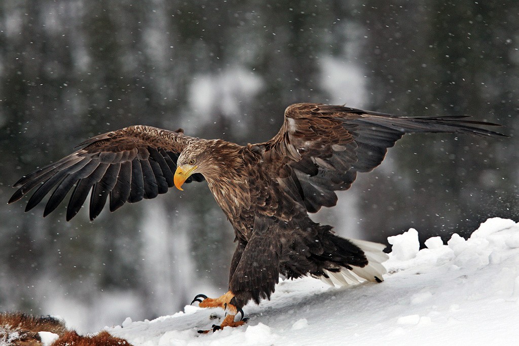  Aquila di mare Haliaeetus albicilla.