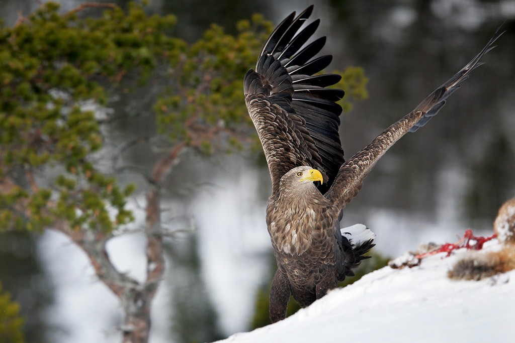  Aquila di mare Haliaeetus albicilla.
