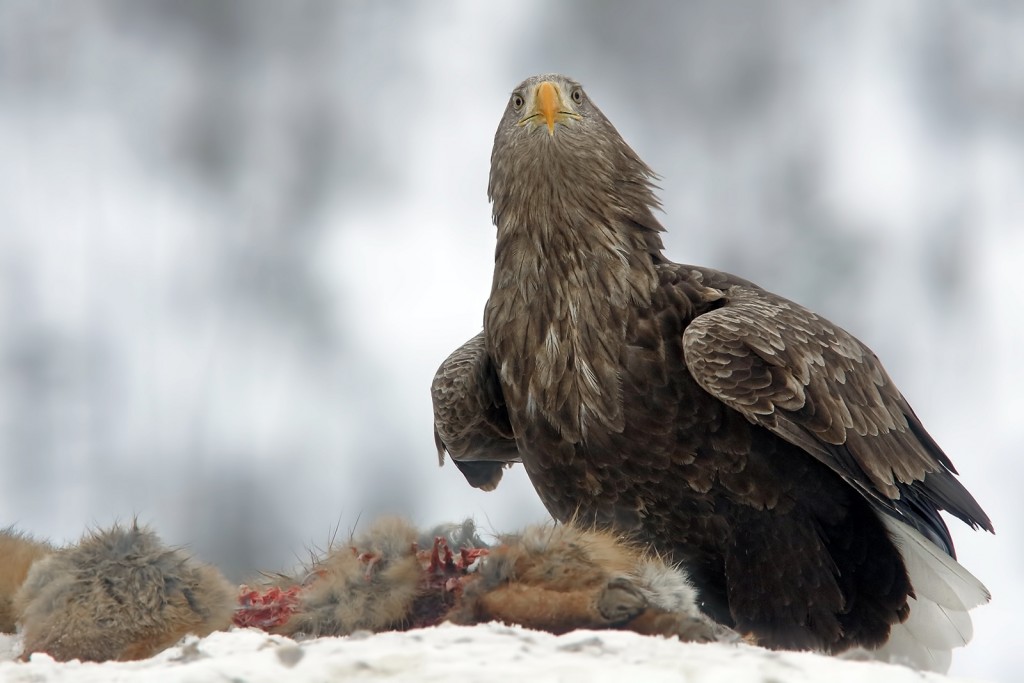  Aquila di mare Haliaeetus albicilla.