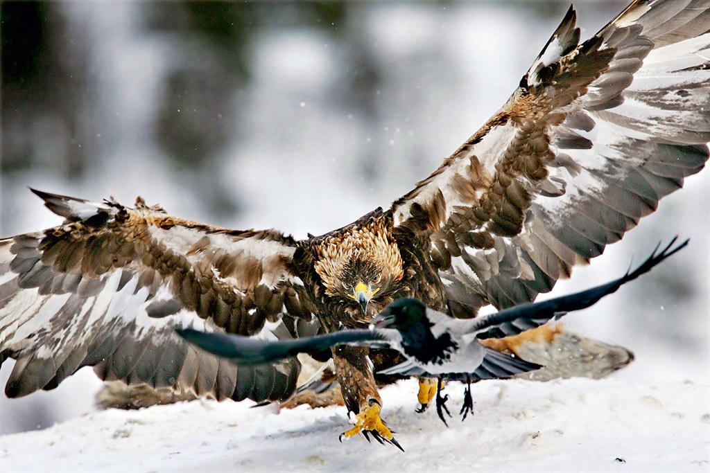  Aquila reale Aquila chrysaetos.
