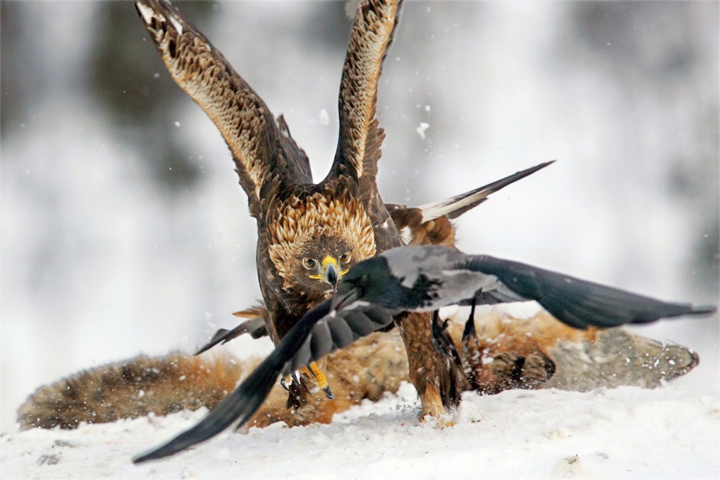 Aquila reale Aquila chrysaetos.