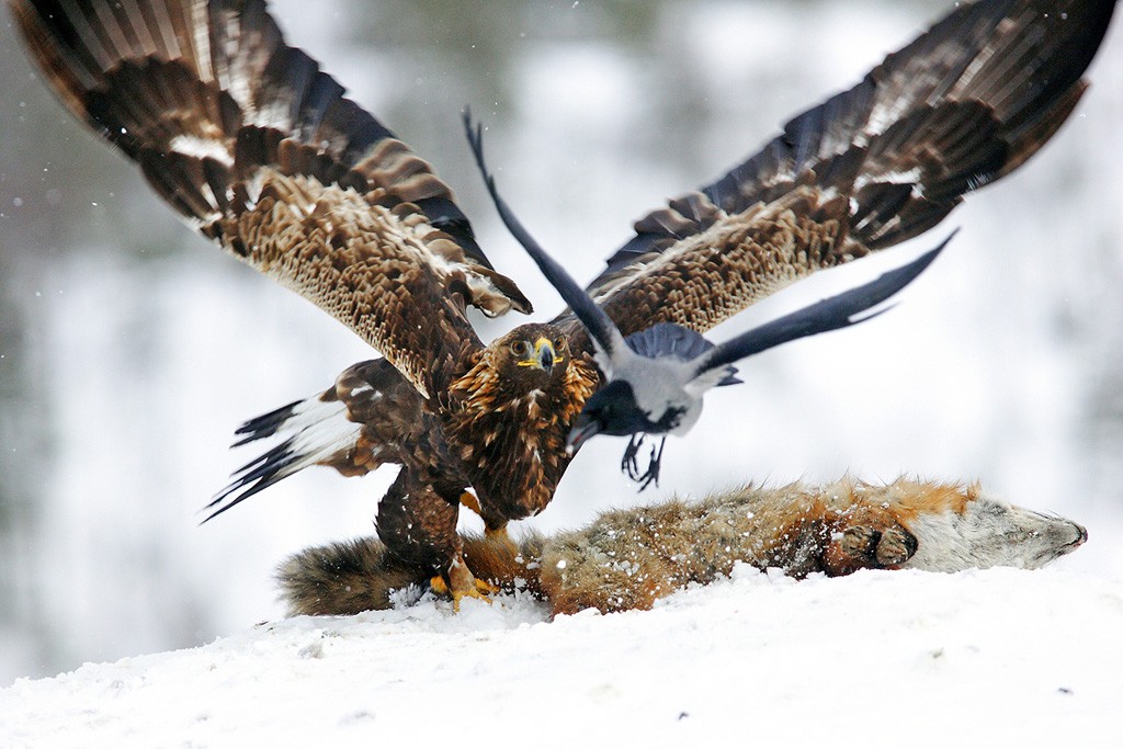  Aquila reale Aquila chrysaetos.