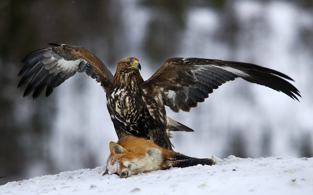  Aquila reale Aquila chrysaetos.