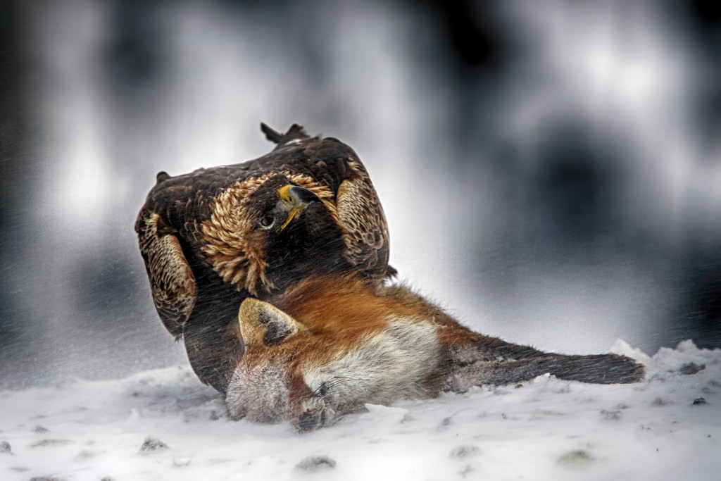  Nella tormenta. Aquila reale Aquila chrysaetos.