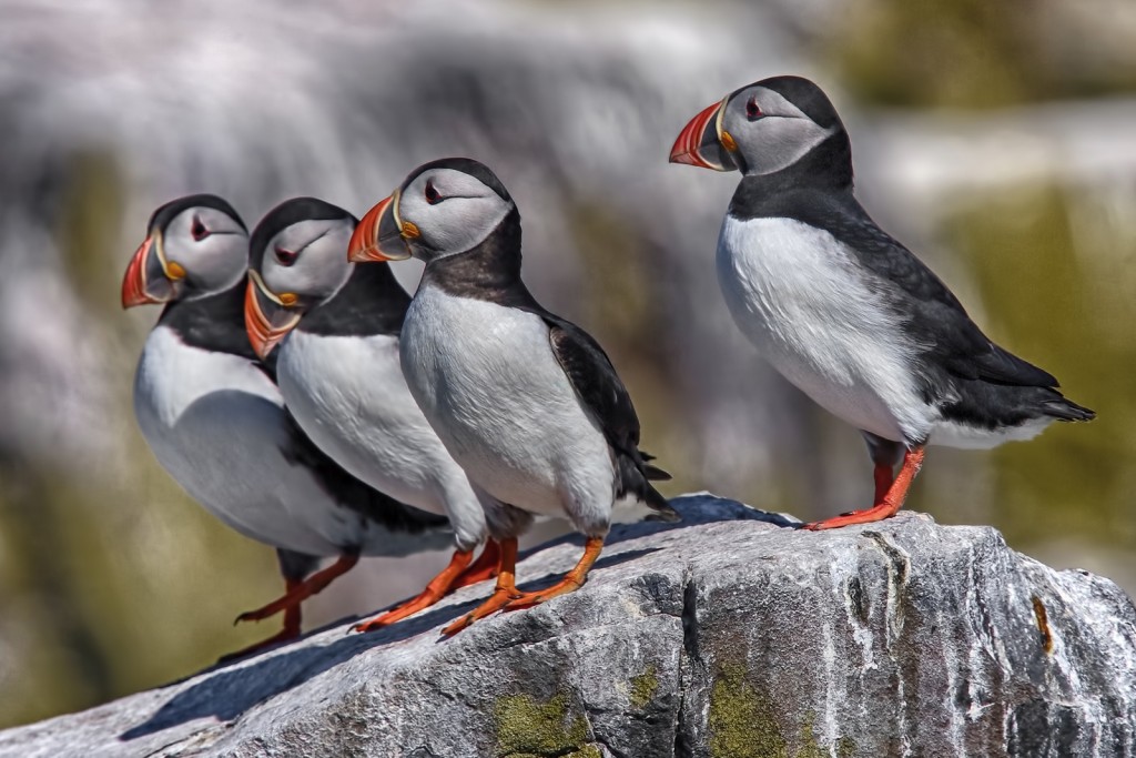 Pulcinella di mare Fratercula arctica, Gran Bretagna.