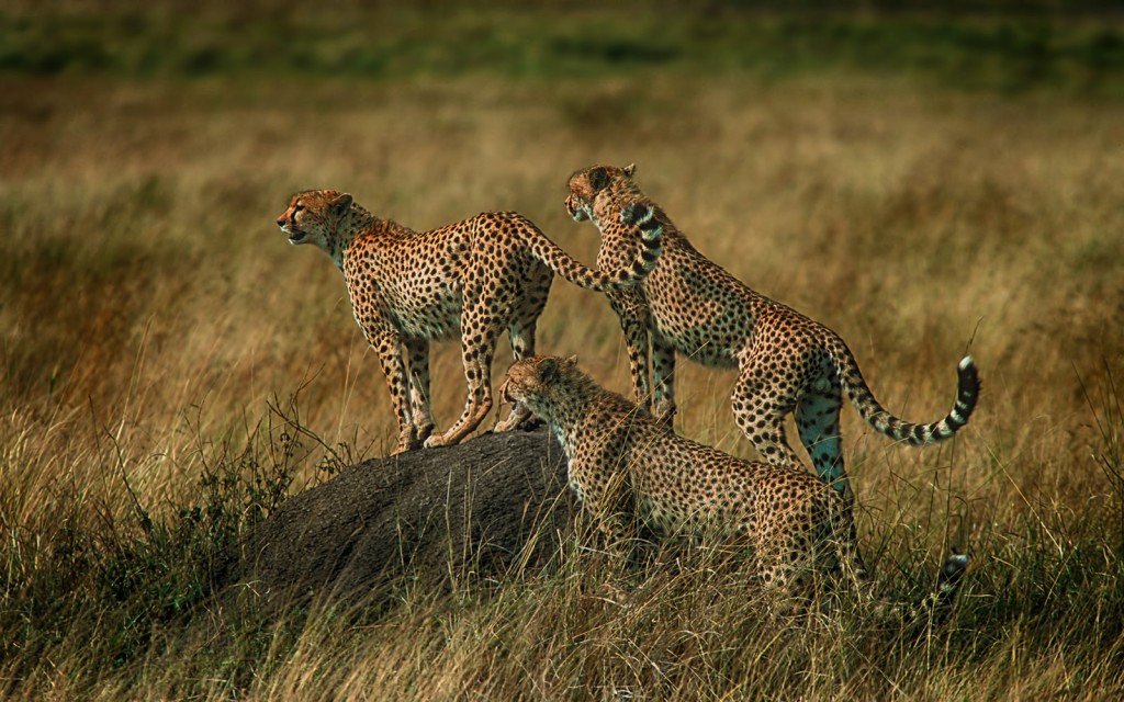  Ghepardo Acinonyx jubatus, Kenia.