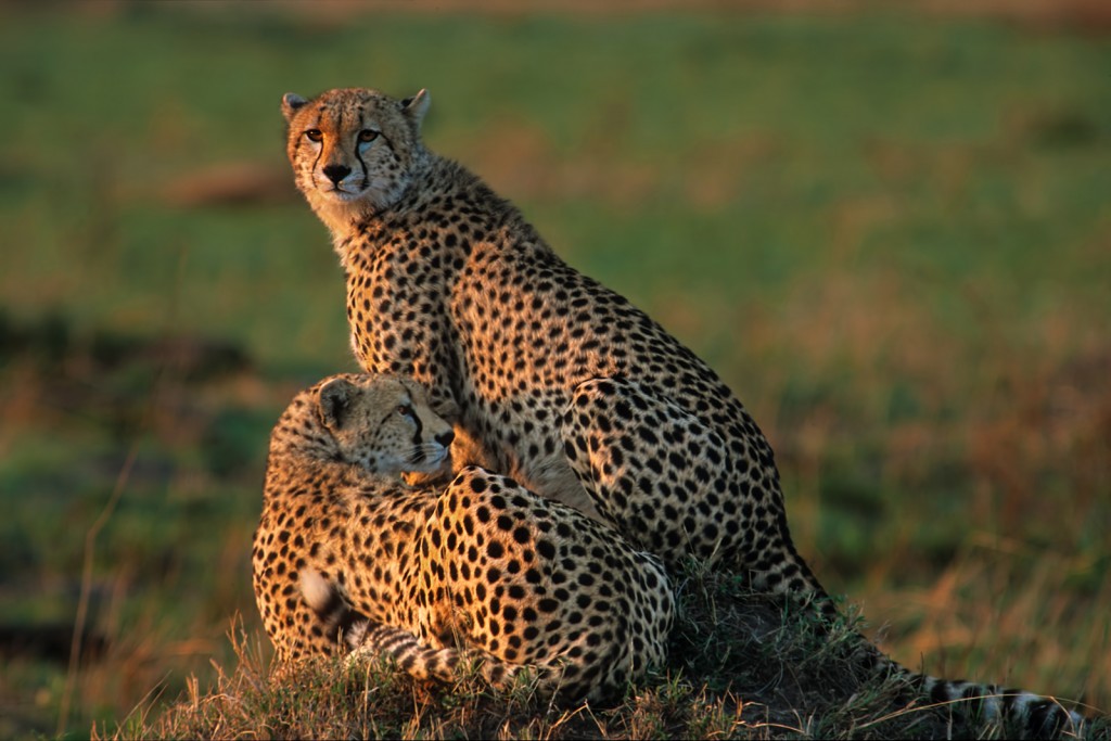  Ghepardo Acinonyx jubatus, Kenia