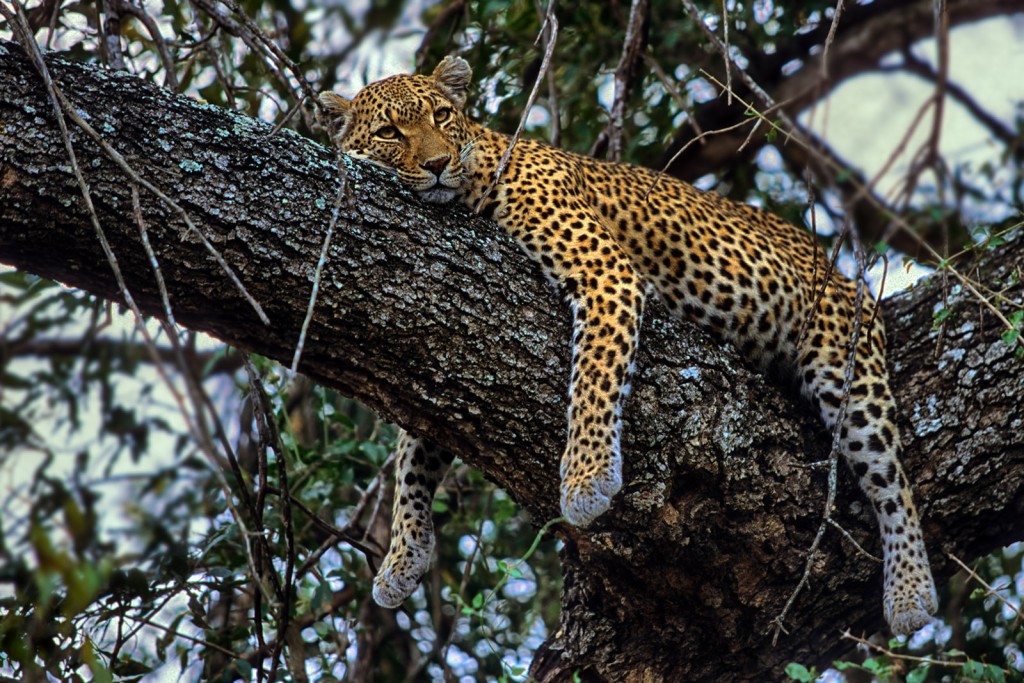  Leopardo Panthera pardus, Sudafrica.