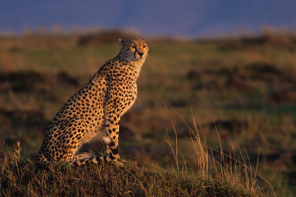  Ghepardo Acinonyx jubatus, Kenia