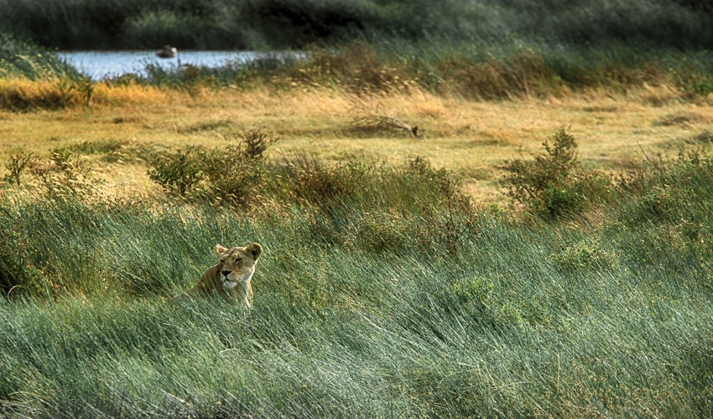  Cratere Ngorongoro, Tanzania.