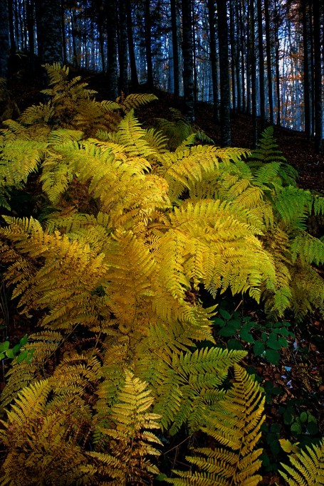  Foresta di Vallombrosa 1985.