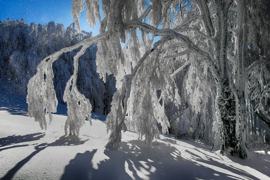  Foreste Casentinesi.