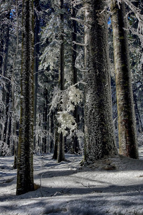  Foreste Casentinesi.