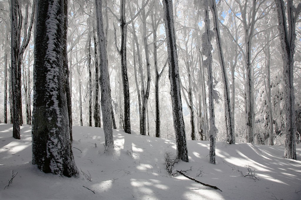  Foreste Casentinesi.