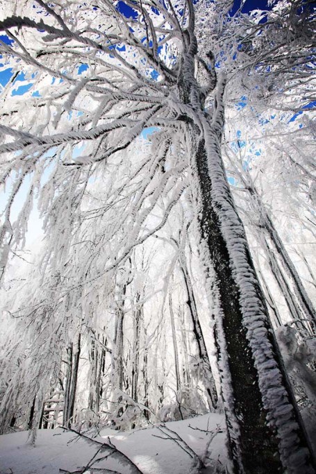  Foreste Casentinesi.